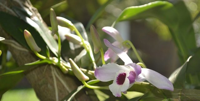 1-Orchidee.jpg