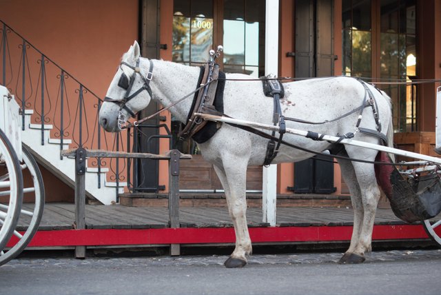 white horse.jpg