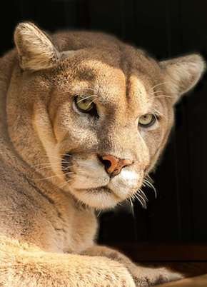 cougar-portrait.jpg