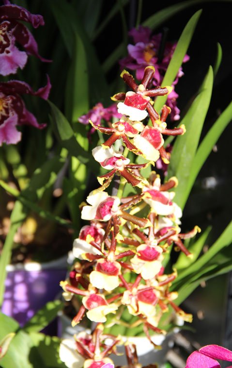 № 24 Odontocidium Wild Willie ‘Pacific Bingo’ - Colmanara Painter's Delight (2).jpg