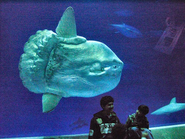 Mola_mola_ocean_sunfish_Monterey_Bay_Aquarium_2.jpg