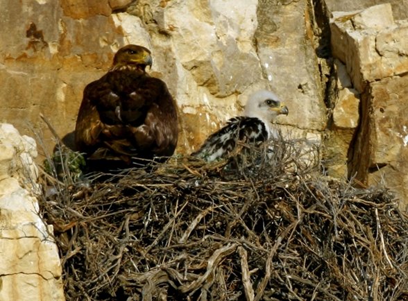 golden nest 3 sized.jpg