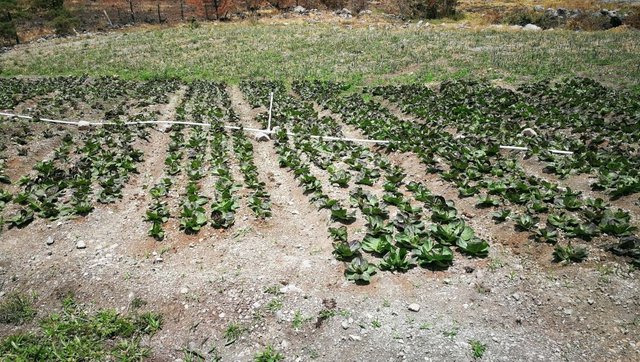 testing-crops-agrorismo-panama.jpg