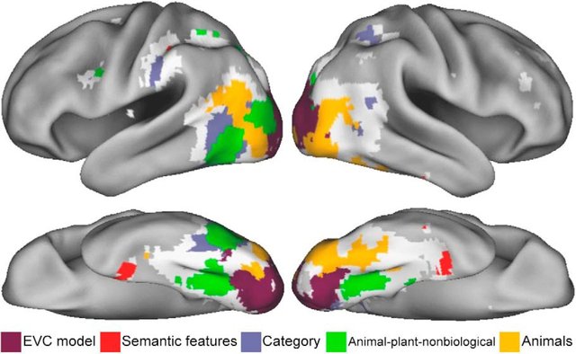 brain centers