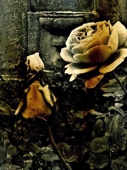 rose-216319_960_720.jpg