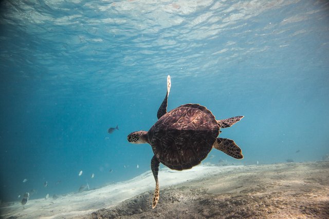 Swimming-with-a-Hawaiian-Sea-Turtle.jpg