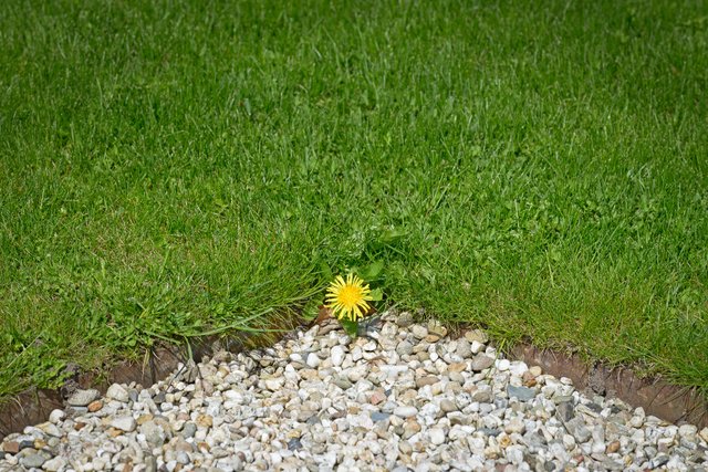One single dandelion in the lawn