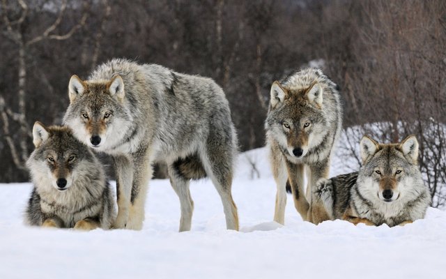 gray_wolves_norway-wide.jpg