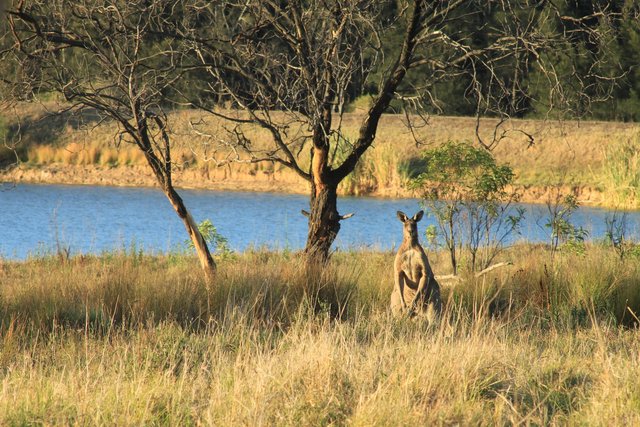 kangaroo-1800097_1920.jpg