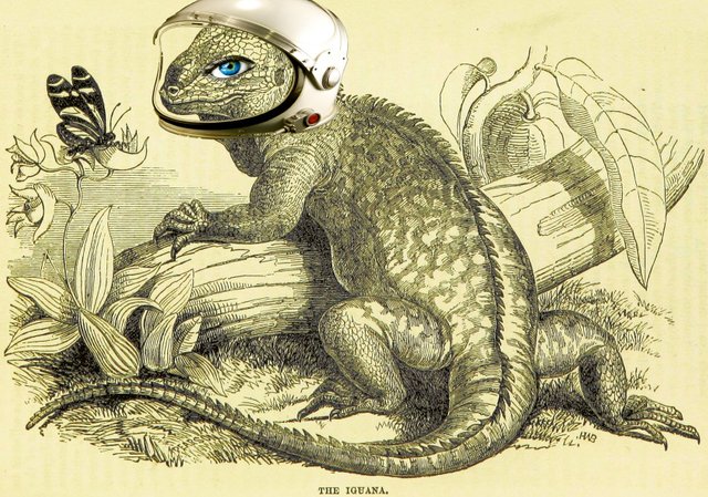 space iguana.jpg