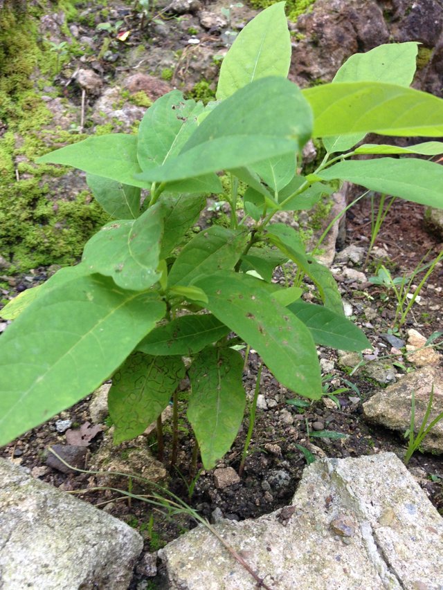 fruitbearing - atis.JPG