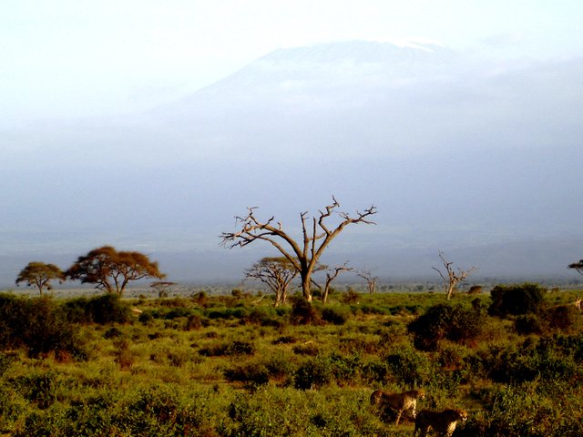 Kilimanjaro in the background with cheatahs.jpg