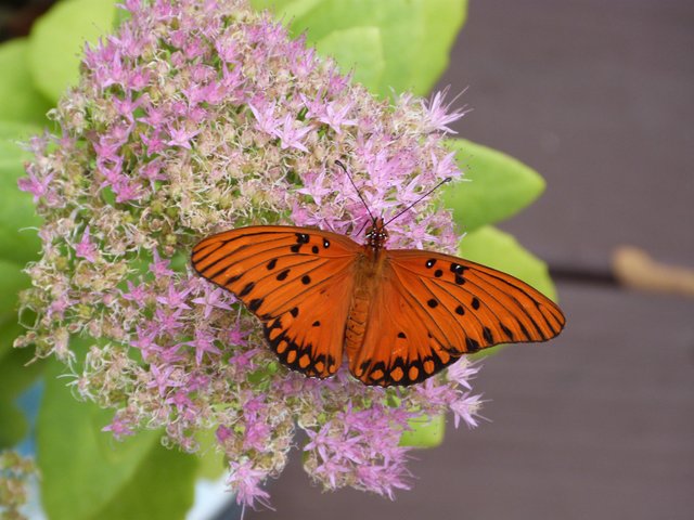 kalanchoe-1271557.jpg