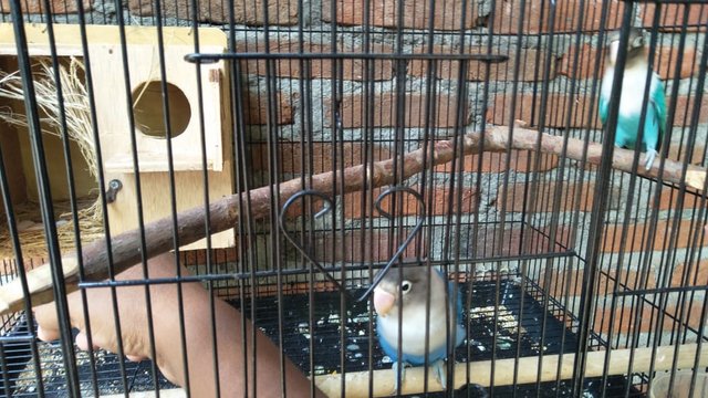 Jangan Jadi Bagaikan Burung Dalam Sangkar Steemit