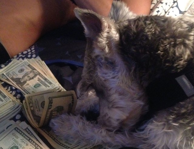 DogMoney.jpg