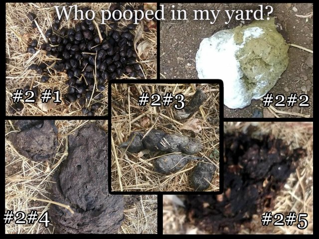 who pooped in my yard.jpg