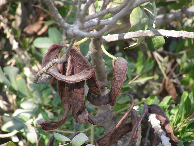 800px-Carob_ripe_fruit.JPG