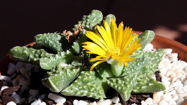 Plant 36 Faucaria tuberculosa Pebbled Tiger Jaws 2018-03-14 n2.jpg