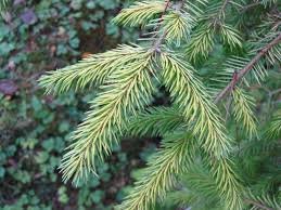 tree leaf golden spruce.jpg