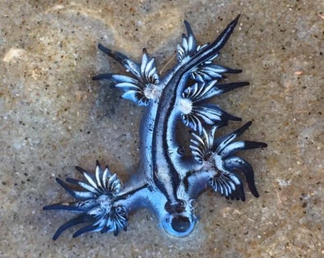 rare-creature-found-on-byron-beach-definitely-not-alien.jpg