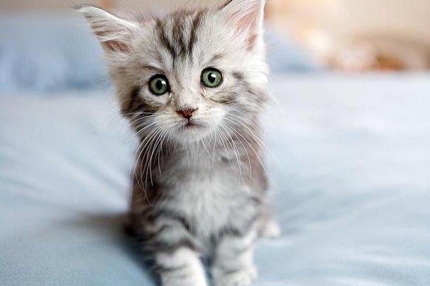 10-kitten-cuteness-1.jpg