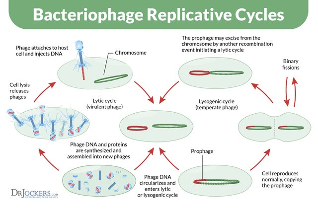 bacteriophage-replicative-cycles.jpg