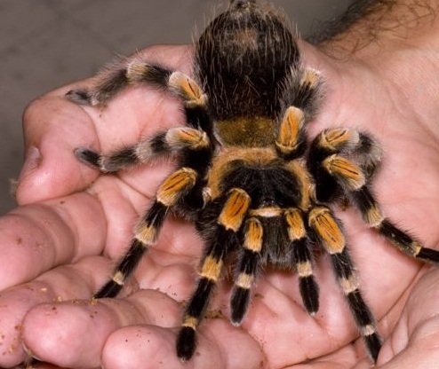 _100231418_c0021517-mexican_red-legged_tarantula-spl.jpg