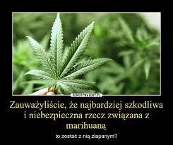 marihuana 1.5.jpg