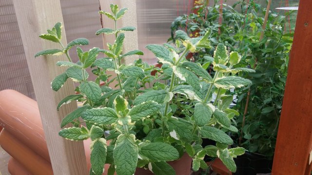 20170605_125834.jpg