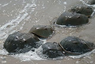 HorseshoeCrabs..jpg