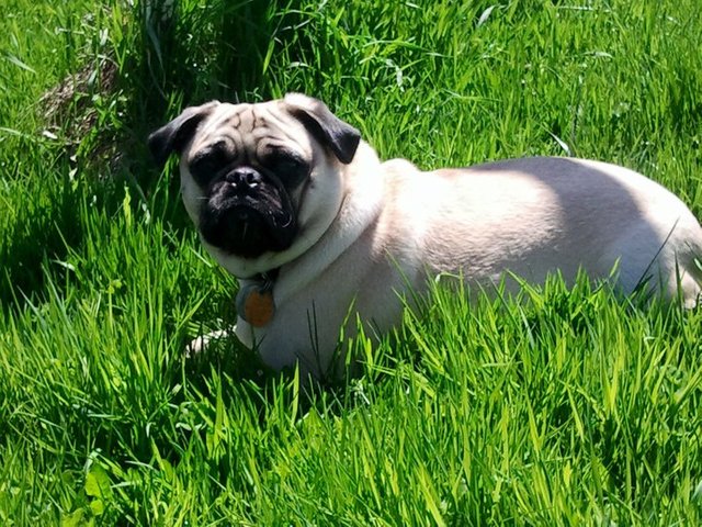 Winston in the grass.jpg