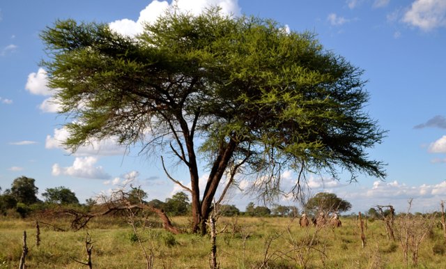 Vic Falls Elephant Park Big Tree.JPG