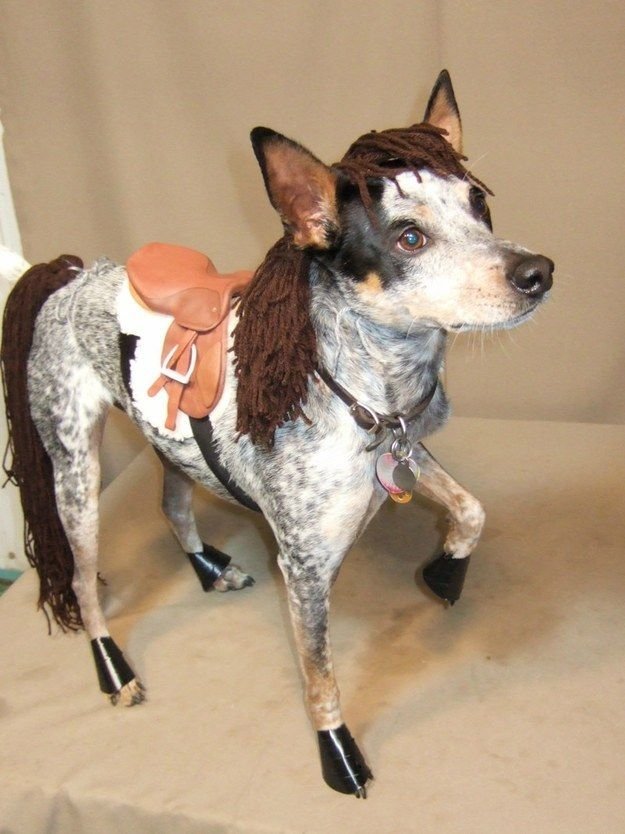 Pony-Dog-Costume.jpg