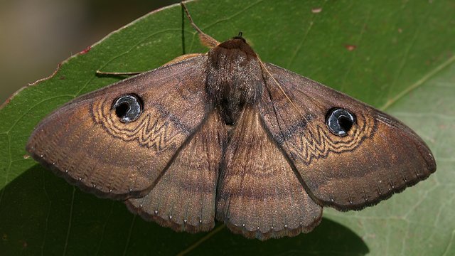 Noctuidae Dasypodia selenophora.jpg