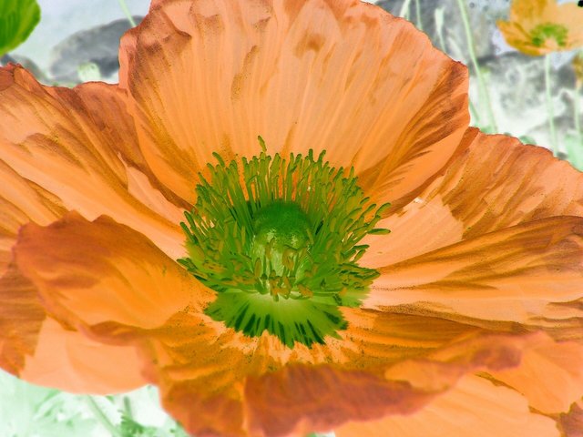 iceland-poppy-76858_1920.jpg