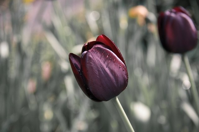 tulip-670643_960_720.jpg