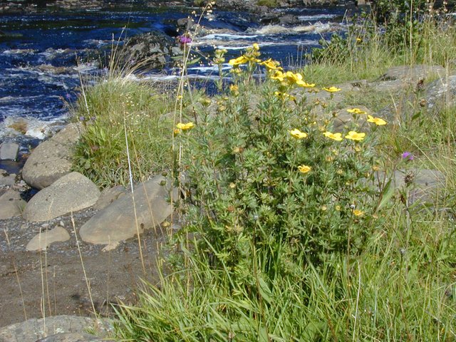 Shrubby Cinquefoil.JPG