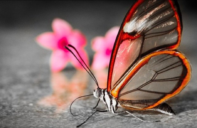 Transparent-Butterfly-600x391.jpg