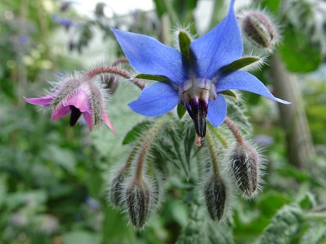 borage flower.jpg