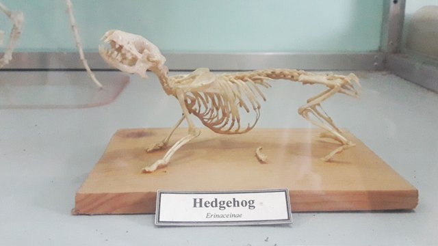 bone-hedgehog.jpeg