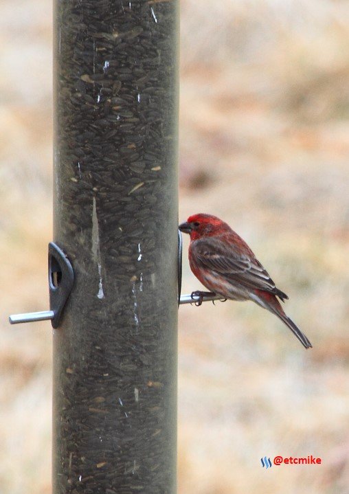 house finch PFW19-06sat.JPG