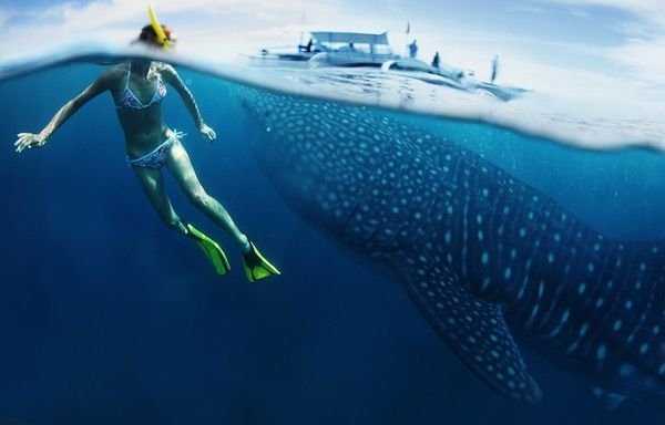 snorkel_with_whale_shark.jpg