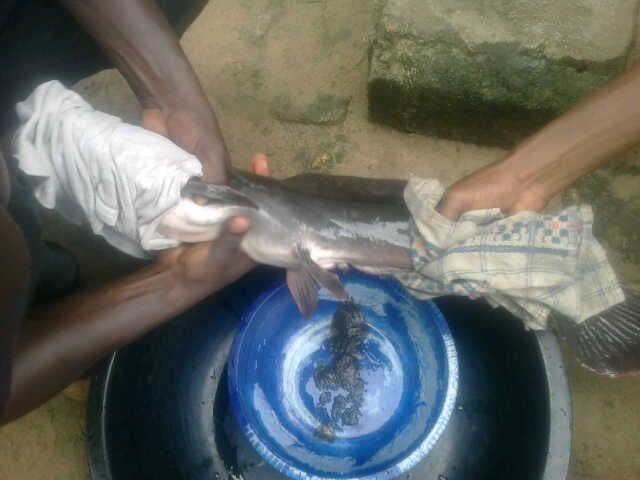 Egg-extraction-fishfarming.jpg