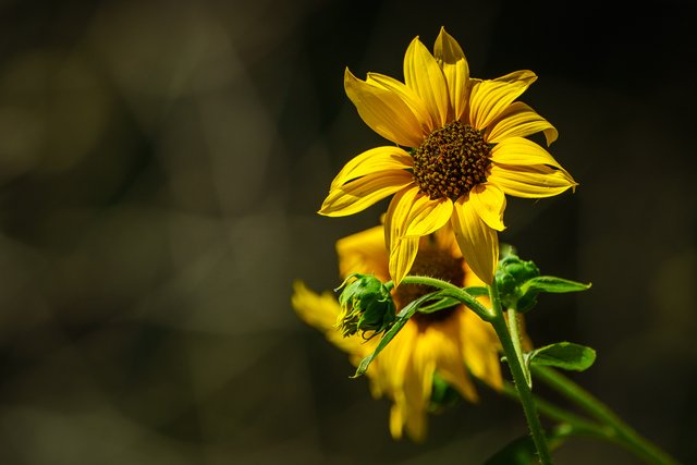 wild-sunflowers_36148216994_o.jpg