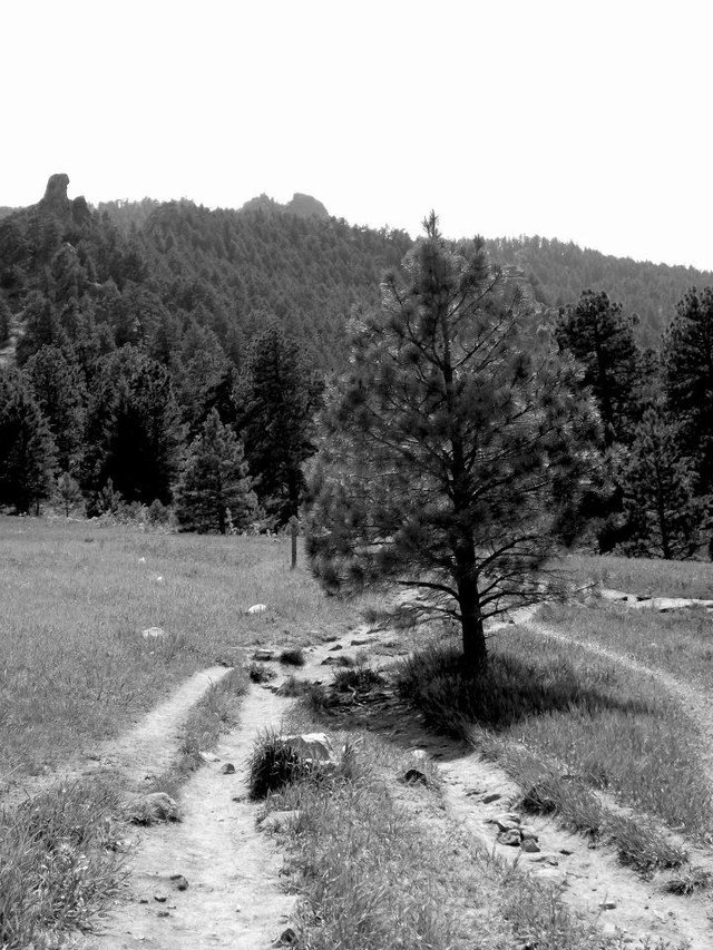 colorado trees.jpg