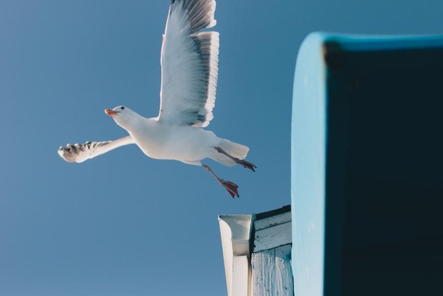 Brid.jpg