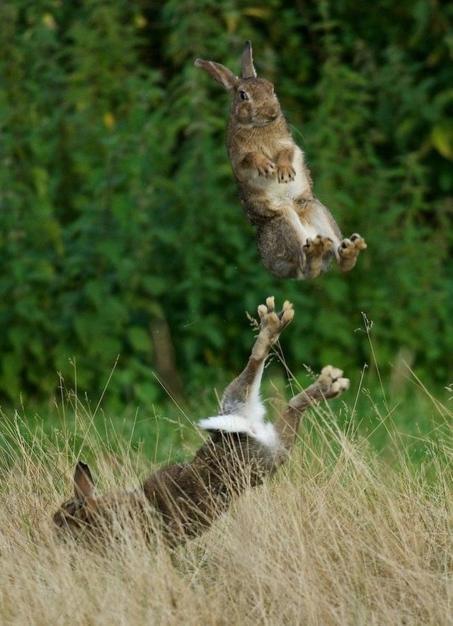 bunnies.jpg