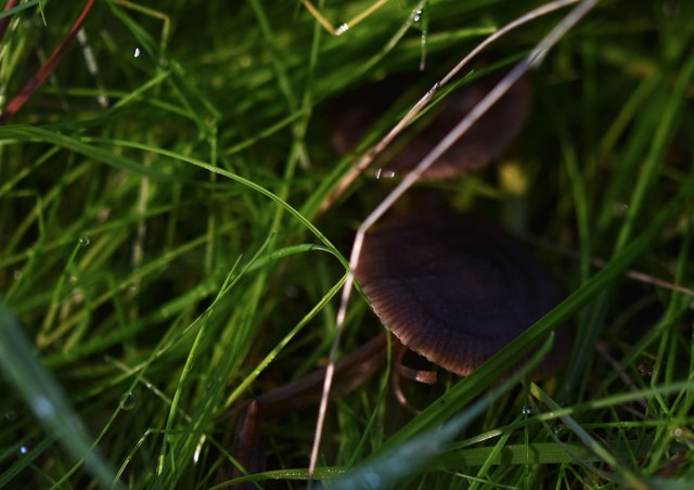 mushrooms grass 2.jpg