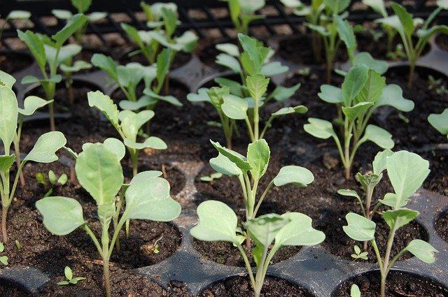 seedling-1386653_640.jpg