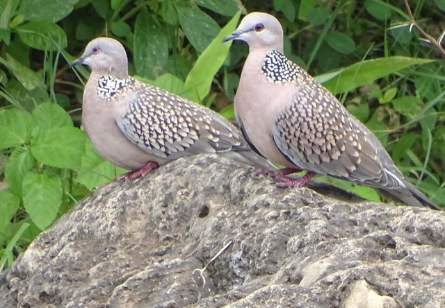 Spotted Turtle Dove.jpg